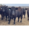 Image 13 : Lone Star Cattle Co. - 1030# May Delivery Steers - 305 Head (Strathmore, AB)