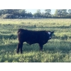 Image 5 : Stellar Farms - 670# October Delivery Steer Calves - 88 Head (Moosehorn, MB) VBP+