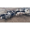 Image 2 : Wyatt & Meg Isaacson - 896# April Delivery Steers - 54 Head (Killdeer, SK)