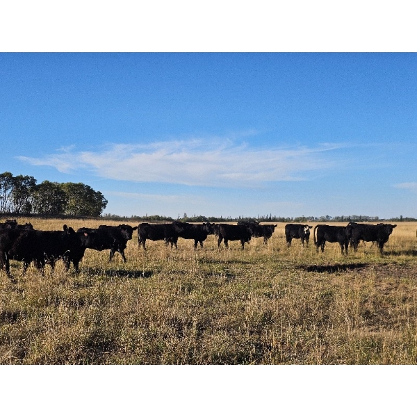 Lazy S Four Ranches - 1030# September Delivery Grass Heifers - 60 Head (Donalda, AB)