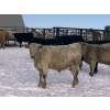 Image 8 : Winnifred Colony Farming Ltd. - 790# December Delivery Weaned Steers - 78 Head (Winnifred, AB)