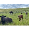 Image 12 : Dot Bar Dot Ranch - 575# November Delivery Steer Calves - 100 Head (Fox Valley, SK)