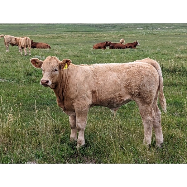 Dave Shand - 690# October Delivery Steer Calves - 175 Head (Delia, AB)