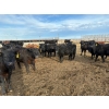 Image 5 : Lowe Ranches - 685# March Delivery Steers - 44 Head (Nanton, AB)