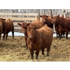 Image 5 : Hillcrest Farming Co. - 780# May Delivery Steers - 78 Head (Dundurn, SK)