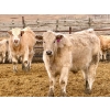 Image 2 : In The Coulee Ranch - 816# February Delivery Steers - 71 Head (Pincher Creek, AB)