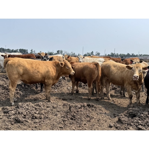 Birch Island Land & Cattle - 1075# July Delivery Heifers - 57 Head (Rhein, SK)