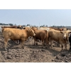 Image 1 : Birch Island Land & Cattle - 1075# July Delivery Heifers - 57 Head (Rhein, SK)