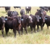 Image 1 : Blooming Enterprises Ltd. - 600# October Delivery Steer Calves - 105 Head (Gladmar, SK)