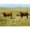 Image 4 : Wilson Grande Coulee Ranch - 650# Sept/Oct Delivery Steer Calves - 52 Head (East Coulee, AB) VBP+