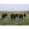 Image 2 : Wintering Hills Colony - 640# October Delivery Heifer Calves - 95 Head (Hussar, AB)