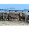 Image 3 : Kevin Szymanek - 900# January Delivery Steers - 68 Head (Stauffer, AB)