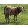 Image 4 : Gerald Lawrence - 700# October Delivery Steer Calves - 85 Head (Pine Lake, AB)