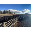 Image 3 : Nicola Ranch - 590# November Delivery Steer Calves - 315 Head (Merritt, BC) VBP+