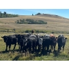 Image 4 : Frolek Cattle Co. - 1020# September Grass Steers - 120 Head (Knutsford, BC)
