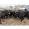 Image 8 : T & S Stock Farms - 947# March Delivery Steers - 60 Head (Scandia, AB)