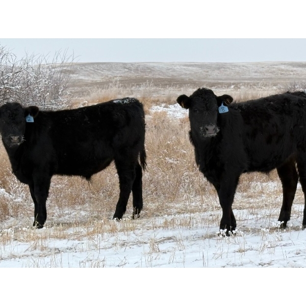 Stockwell Cattle Ltd. - 550# December Delivery Steer Calves - 70 Head (Macrorie, SK) VBP+