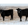 Image 1 : Stockwell Cattle Ltd. - 550# December Delivery Steer Calves - 70 Head (Macrorie, SK) VBP+