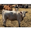 Image 9 : Rob Mossey - 920# May Delivery Steers - 60 Head (Vauxhall, AB)