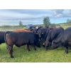 Image 3 : Pembina Ranching - 1050# July Delivery Grass Steers - 59 Head (Drayton Valley, AB)