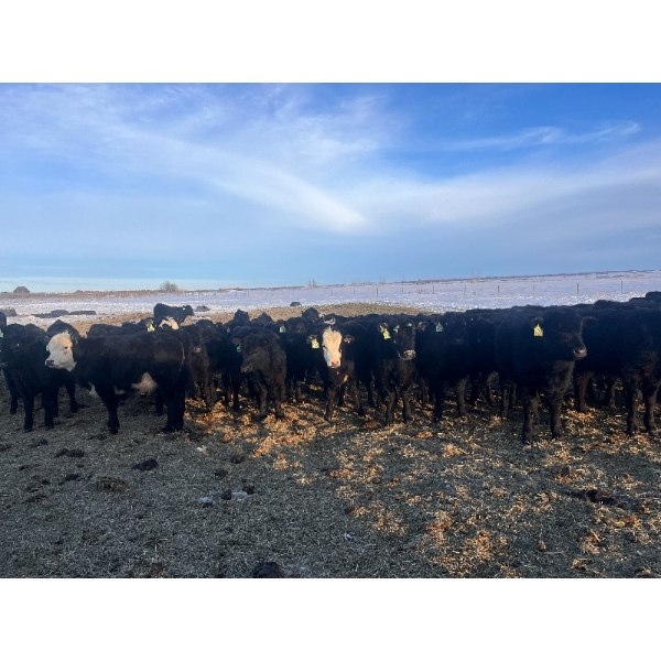 Jeremy & Gail Boulding - 615# March Delivery Heifers - 55 Head (Big Valley, AB)