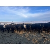 Image 1 : Jeremy & Gail Boulding - 615# March Delivery Heifers - 55 Head (Big Valley, AB)