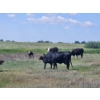 Image 6 : Lee Deschamps - 500# October Delivery Heifer Calves - 30 Head (Patricia, AB)