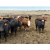 Image 8 : Lamb Cattle Co. - 950# Sept/Oct Delivery Grass Heifers - 390 Head (Drake, AB)