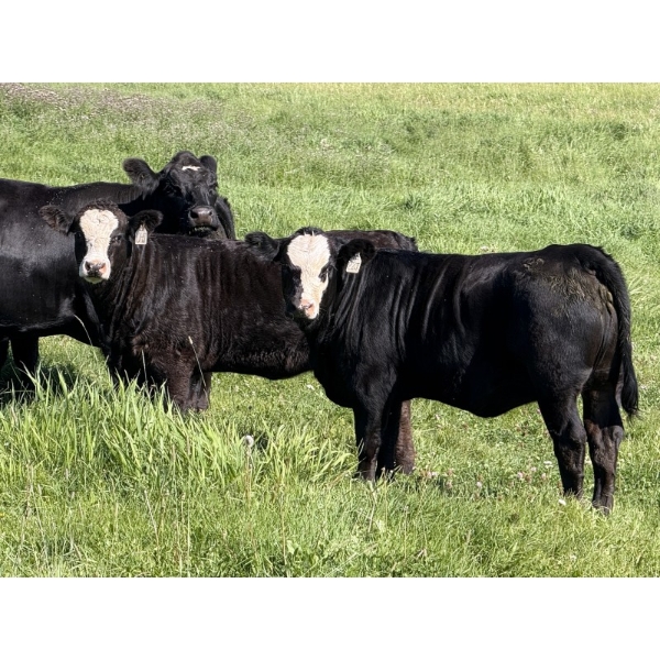 Leedale Farming - 700# September Delivery Heifer Calves - 85 Head (Eckville, AB)