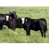 Image 1 : Leedale Farming - 700# September Delivery Heifer Calves - 85 Head (Eckville, AB)