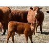 Image 2 : Meyer Cattle Inc. - 15 Red Angus X 3rd Calf Pairs (Lethbridge, AB)
