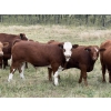 Image 2 : Taylor Family Farms - 740# October Delivery Steer Calves - 80 Head (Leslieville, AB)