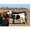Image 5 : Donovan Banman - 650# October Delivery Steer Calves - 35 Head (Hays, AB)