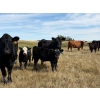 Image 6 : S & R Gerbrandt Farms - 570# November Delivery Steer Calves - 50 Head (Swift Current, SK) VBP+