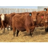 Image 7 : 9X Enterprises - 740# April Delivery Steers - 65 Head (Millicent, AB)