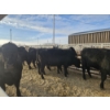 Image 3 : Lazy J Cattle Co. - 6 Black Heifers (Pen 309 - 311) 1002# avg