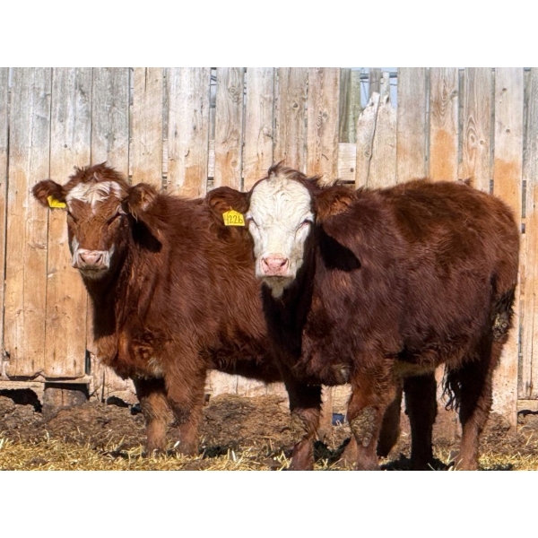 Scott & Gail Sapergia - 10 RBF Simm X November Delivery Bred Heifers (Hays, AB)
