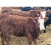 Image 4 : Rusty Myskiw - 650# February Delivery Heifers - 50 Head (Marquette, MB)