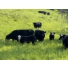 Image 4 : Rafter 17 Ranching - 840# October Delivery Steer Calves - 150 Head (Eckville, AB)