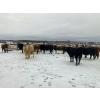 Image 2 : Merrick Campbell Herd Dispersal - 32 Mature Bred Cows (Calahoo, AB) VBP+