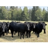 Image 2 : Sturgeon Cattle Co. - 1000# September Delivery Grass Heifers - 61 Head (Sundre, AB)