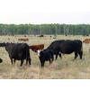 Image 7 : Tribar Ranching Co. - 450# Oct/Nov Delivery Steer Calves - 110 Head (Steep Rock, MB)