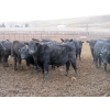 Image 7 : Cluny Colony - 770# October Delivery Weaned Steers - 60 Head (Cluny, AB)