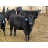 Image 6 : L & J Ranch - 830# March Delivery Heifers - 75 Head (Harptree, SK)