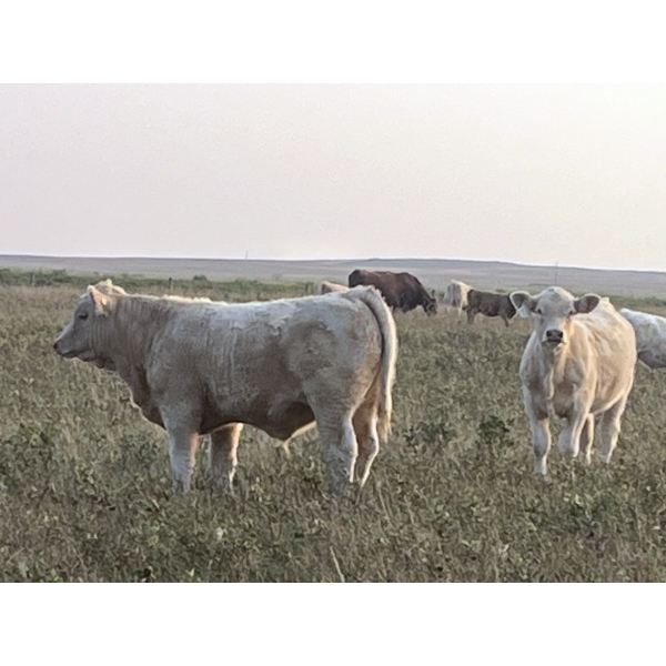 Blaine & Trent Roth Farms - 660# November Delivery Steer Calves - 90 Head (Veteran, AB)