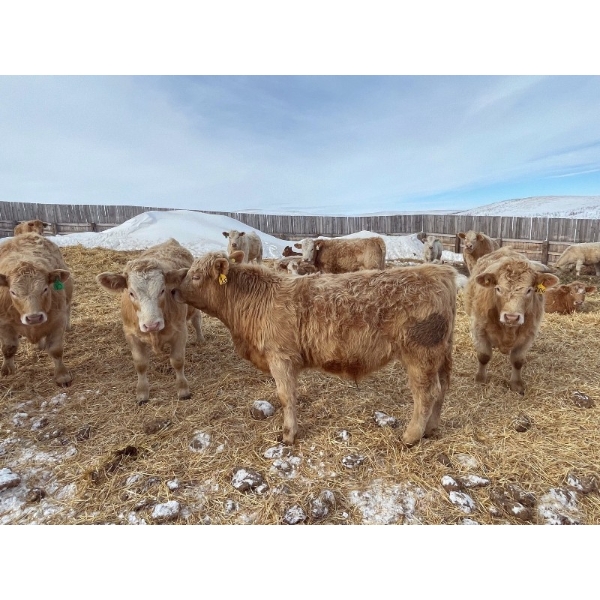 Corey & Lisa Barnett - 925# March Delivery Steers - 46 Head (Moose Jaw, SK)