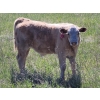 Image 2 : Joe & Elaine Ward - 750# October Delivery Steer Calves - 24 Head (Kamloops, BC)