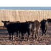 Image 2 : Bone Creek Ranch - 975# November Delivery Open Heifers - 63 Head (Maple Creek, SK)