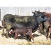 Image 12 : Leib Farm & Ranch Ltd. - 30 Black Angus/Black Angus X Pairs (Southey, SK)