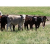 Image 5 : Calvin Rydzik - 525# November Delivery Steer Calves - 100 Head (Glenavon, SK)
